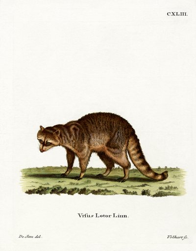 Vaskebjørn (farvet gravering) af German School