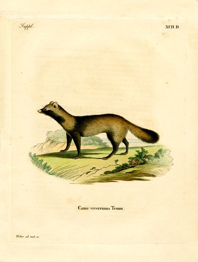 Raccoon Dog (farvet indgravering) af German School