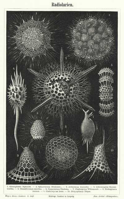 Radiolaria (gravering) af German School