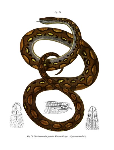 Rainbow Boa (farve litho) af German School