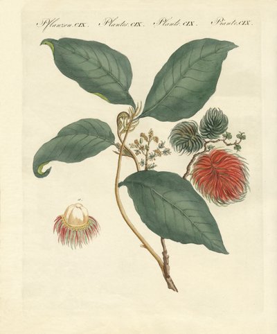 Rambutan træ (farvet gravering) af German School