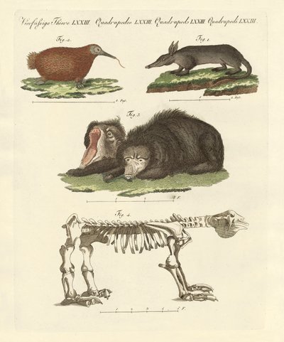 Sjældne pattedyr (farvet indgravering) af German School