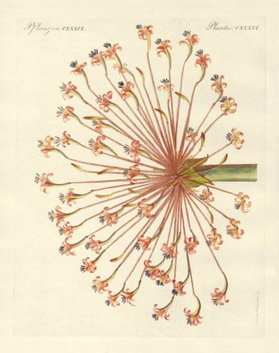 Sjældne prydplanter (farvet gravering) af German School