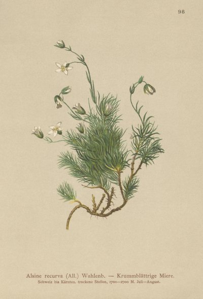 Krumt Sandurt (Alsine recurva, Minuartia recurva) af German School
