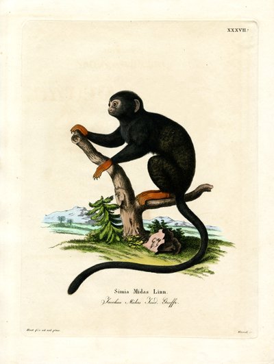 Red-handed Tamarin (farvet gravering) af German School