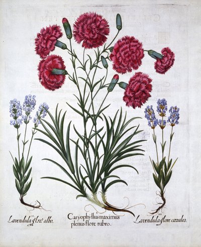 Rød nellike og lavendel, fra Hortus Eystettensis, af Basil Besler (1561-1629), pub. 1613 (håndkoloreret gravering) af German School