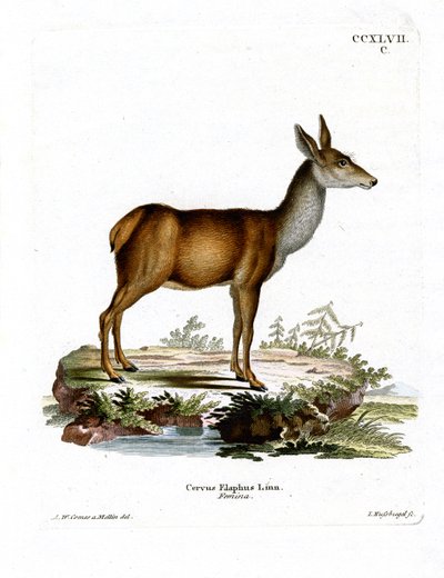 Rødhjort (farvet gravering) af German School
