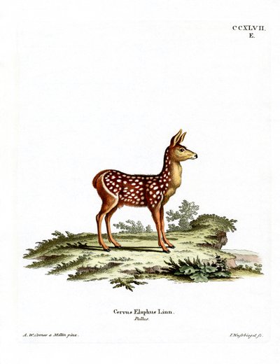 Red Deer Fawn (farvet gravering) af German School