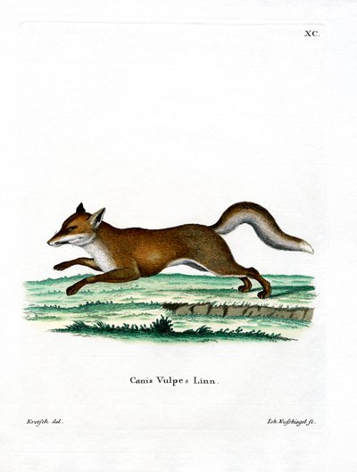 Red Fox (farvet gravering) af German School