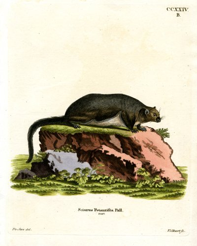 Rødt kæmpe flyvende egern (farvet indgravering) af German School