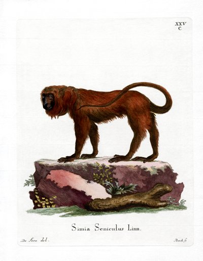 Red Howler (farvet gravering) af German School