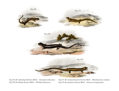 Redback Salamander (farve litho) af German School