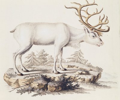 Rensdyr (Cervus tarandus), fra Pattedyr illustreret fra Naturen med beskrivelser, af Johann Christian Daniel von Schreber (1739-1810), gravering af I Nufsbiegel, bind 5, tabel 248-C, Tyskland af German School