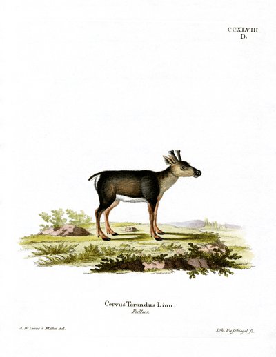 Rensdyr Fawn (farvet gravering) af German School