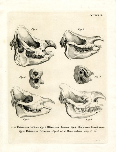Rhino Skulls (farvet gravering) af German School