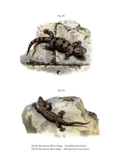 Ringed Wall Gecko (farve litho) af German School
