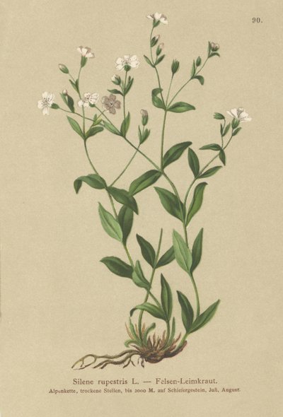 Klippe-Kampignon (Silene rupestris) af German School