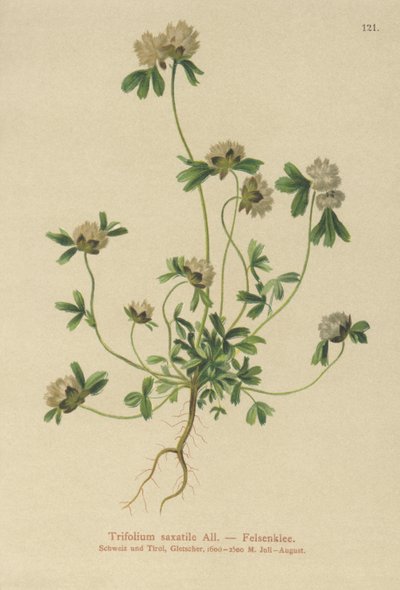 Stenkløver (Trifolium saxatile) af German School