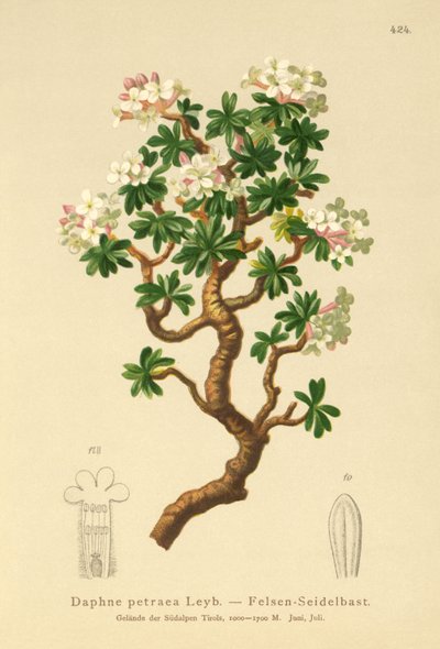 Sten-Daphne (Daphne petraea, Daphne rupestris) af German School