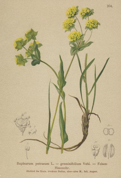 Klippehareøre (Bupleurum petraeum, Bupleurum graminifolium) af German School