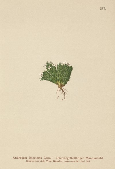 Klippejasmin (Androsace imbricata, Aretia imbricata) af German School