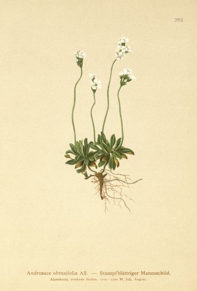 Klippejasmin (Androsace obtusifolia) af German School