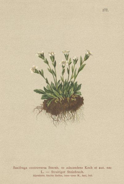 Sten-Saxifrage (Saxifraga controversa, Saxifraga adscendens) af German School