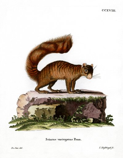 Rock Squirrel (farvet gravering) af German School