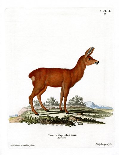 Rådyr (farvet gravering) af German School