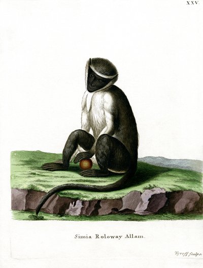 Roloway Guenon (farvet gravering) af German School