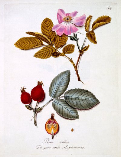 Rosa villosa, illustration fra en bog med tyske vilde blomster af Johann Daniel von Reitter, udgivet ca. 1803-5 af German School