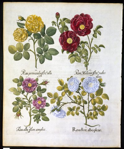 Roser, tallerken 96 fra Hortus Eystettemsis af Basil Besler (1561-1629) pub i 1613 (håndfarvet gravering) af German School