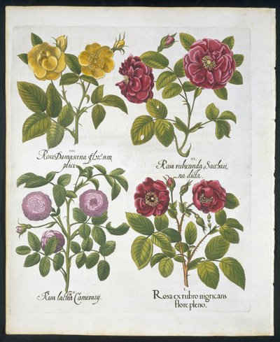 Roser, tallerken 96 fra Hortus Eystettensis af Basil Besler (1561-1629) pub 1613 (håndfarvet gravering) af German School