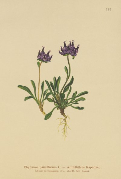 Rundhovedet Rampion (Phyteuma pauciflorum, Rapunculus pauciflorus, Phyteuma globulariifolium) af German School