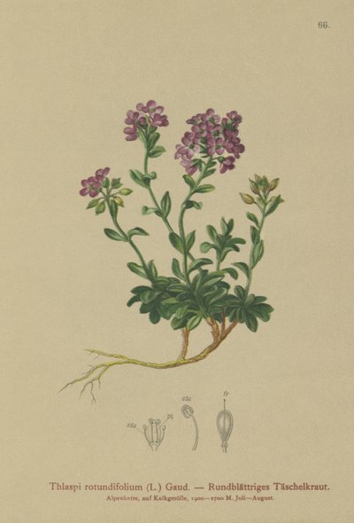 Rundbladet Pennycress (Thlaspi rotundifolium, Noccaea rotundifolia, Thlaspi cepaeifolium subsp. rotundifolium). af German School