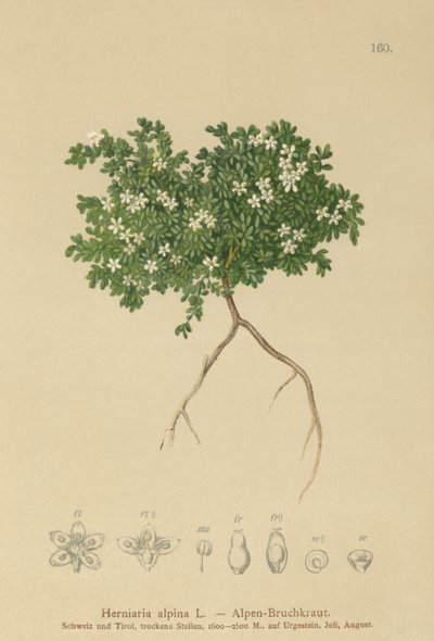 Rupturewort (Herniaria alpina, Herniaria ciliolata) af German School