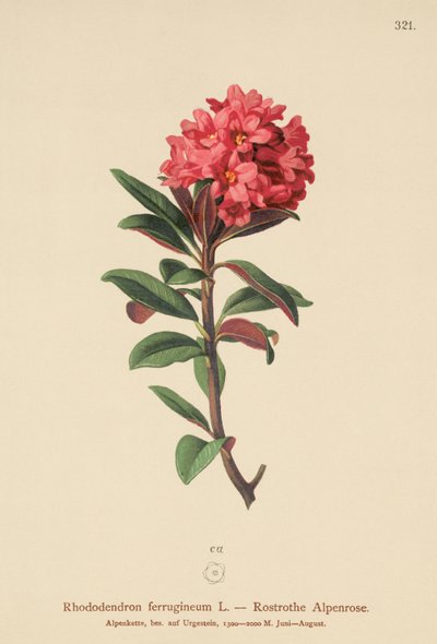 Rusty-Leaved Alpenrose (Rhododendron ferrugineum) af German School