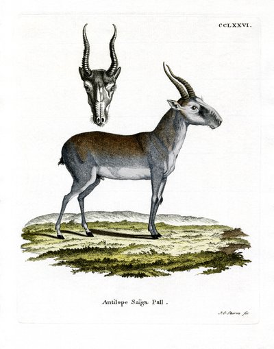 Saiga (farvet gravering) af German School