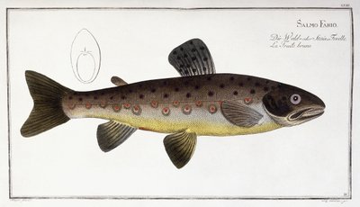 Salmo Fario af German School