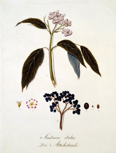 Sambucus Ebulus, fra 