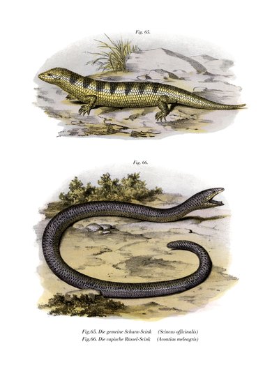 Sandfish Skink (farve litho) af German School