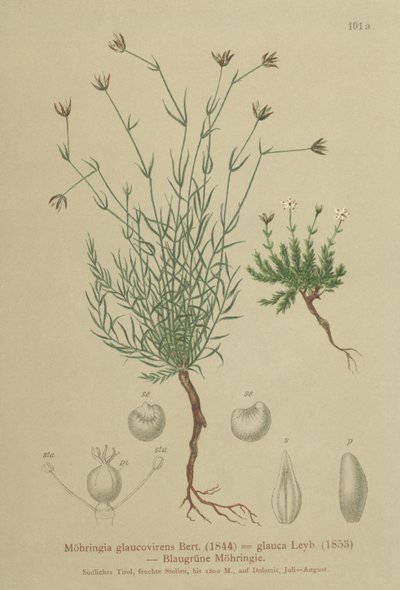 Sandwort (Moehringia glaucovirens, Möhringia glaucovirens, Möhringia glauca, Möhringia glauca, Moehringia glauca, Arenaria glaucovirens) af German School