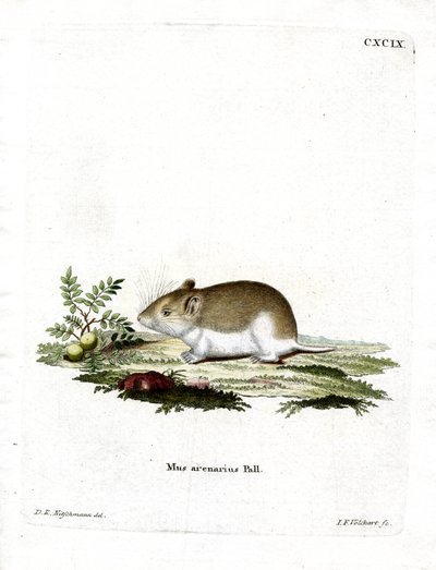 Sandy Mole Rat (farvet gravering) af German School