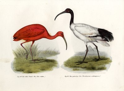 Scarlet Ibis, 1864 af German School