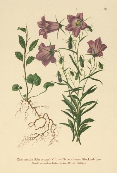 Scheuchzers klokkeblomst (Campanula Scheuzeri) af German School
