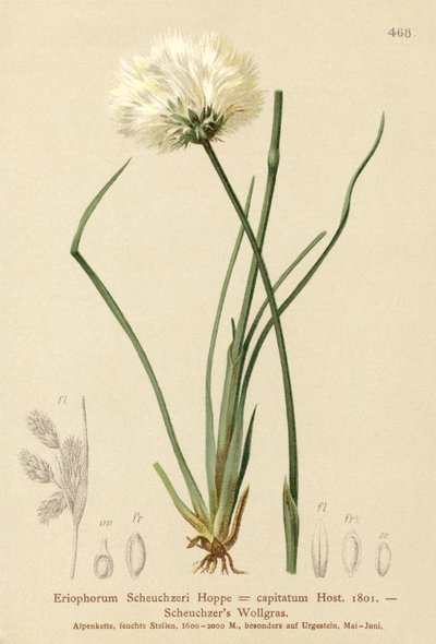 Scheuchzers Bomuldsgræs (Eriophorum Scheuchzeri, Eriophorum capitatum) af German School
