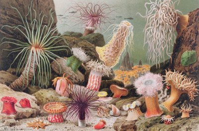 Søanemone, tallerken fra Brehms Dyreliv: Generel viden om dyreriget, bind 10, s.581, udgivet af Bibliografisk Institut, 1893 af German School