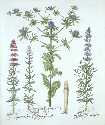 Havkristtorn og tre slags isop, fra Hortus Eystettensis, af Basil Besler (1561-1629), pub. 1613 (håndkoloreret gravering) af German School