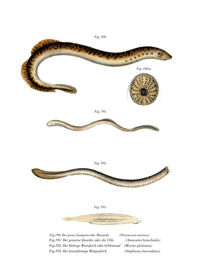 Havlamprey (farve litho) af German School