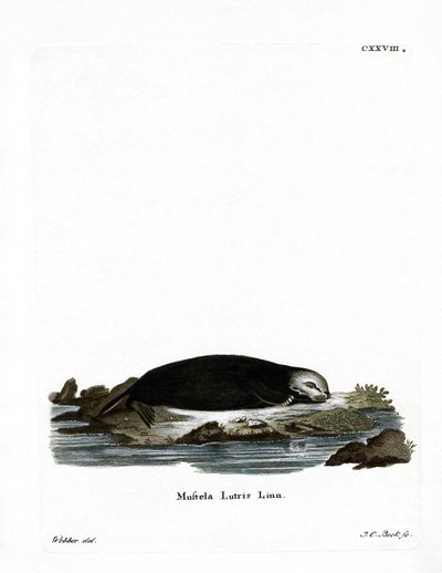 Sea Otter (farvet gravering) af German School